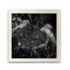 Bianconero 01 - Image 2