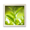 Té 01 - Image 2