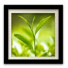 Té 01 - Image 3