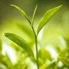 Té 01