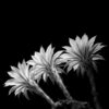 In Natura 04