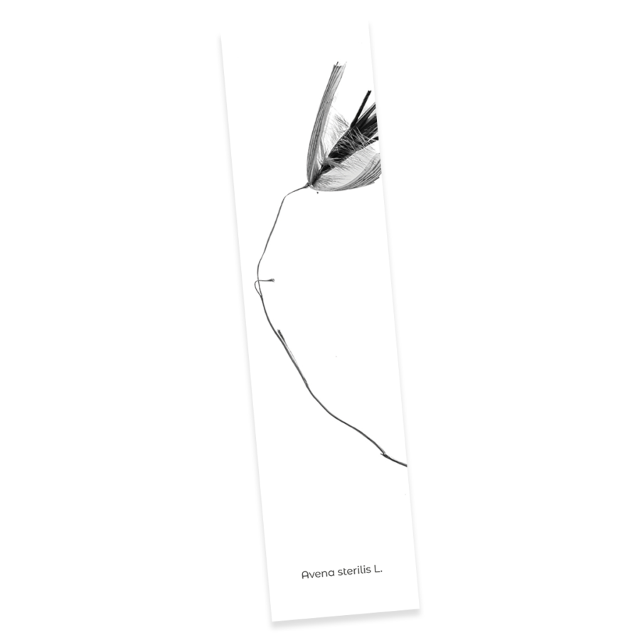Confezione 2 - Image 4
