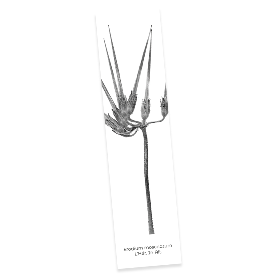 Confezione 3 - Image 6