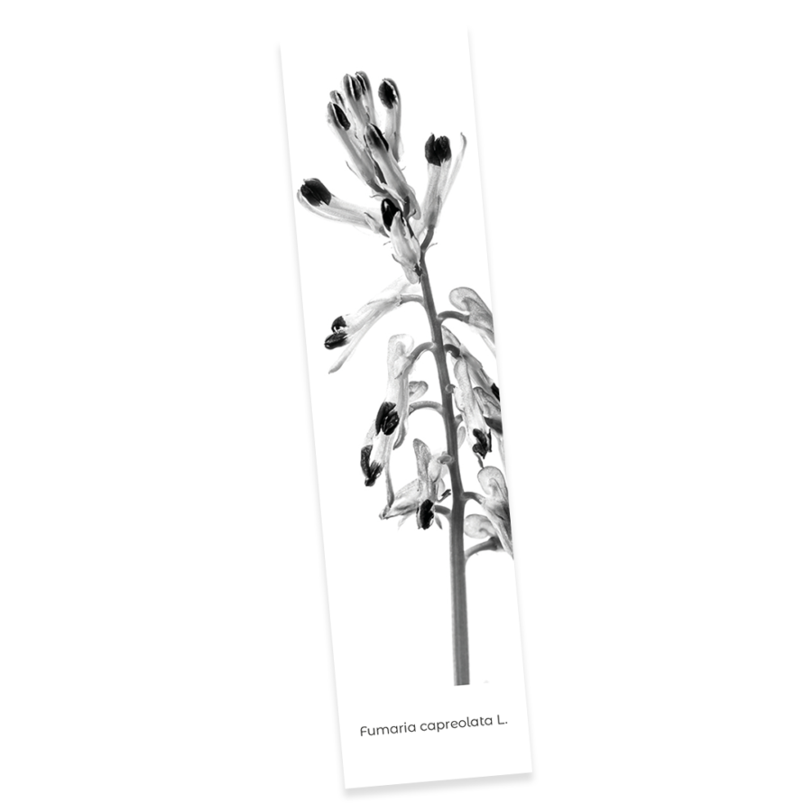 Confezione 3 - Image 7
