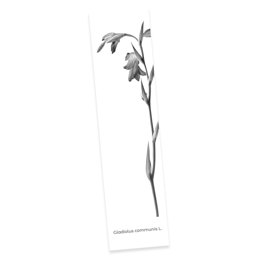 Confezione 4 - Image 2