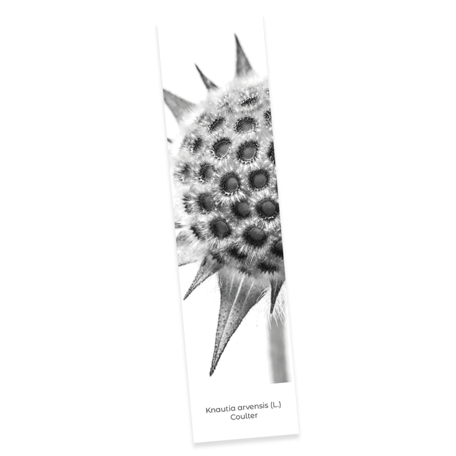 Confezione 4 - Image 4