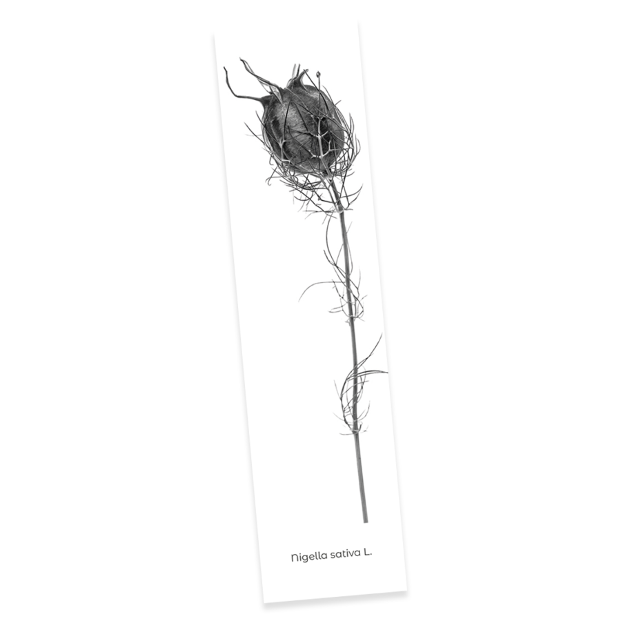 Confezione 5 - Image 4