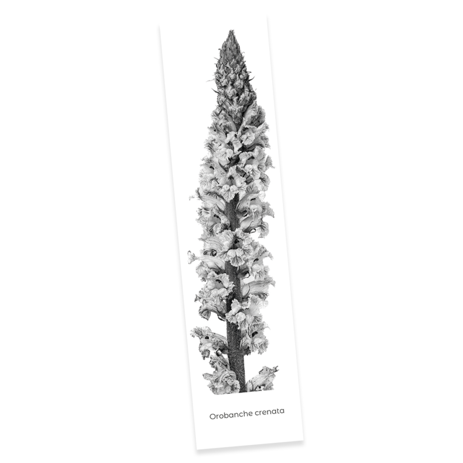 Confezione 5 - Image 5