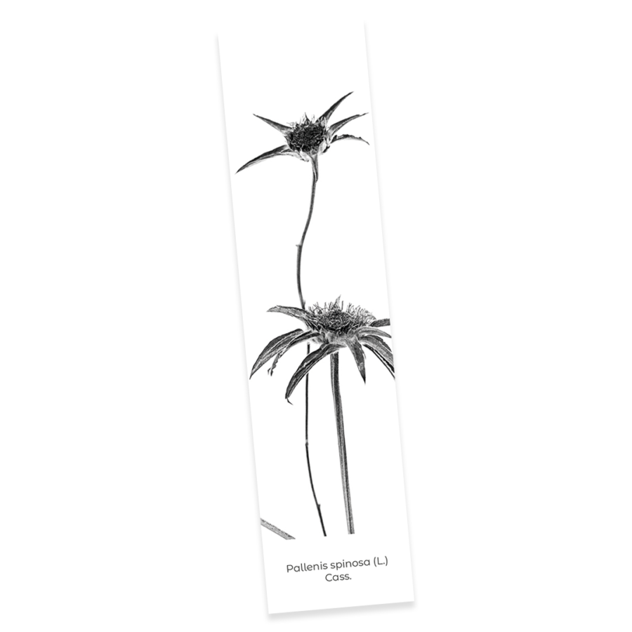 Confezione 5 - Image 6