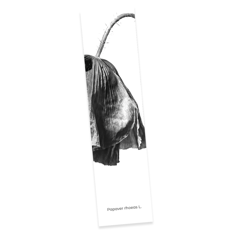 Confezione 5 - Image 7
