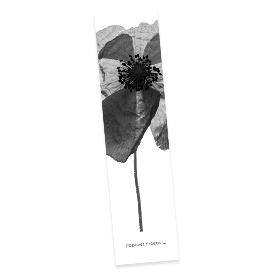 Confezione 6 - Image 3