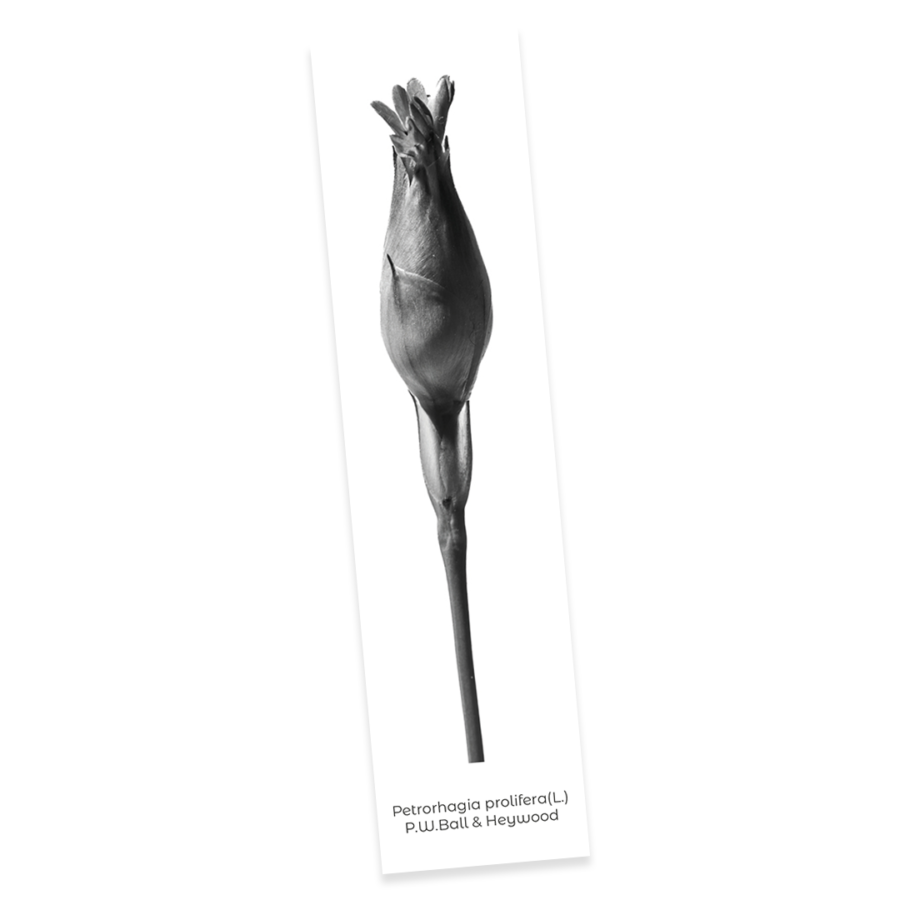 Confezione 6 - Image 5