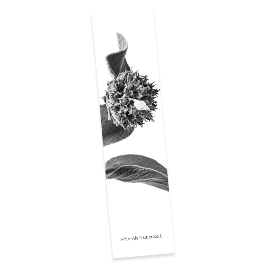 Confezione 6 - Image 6